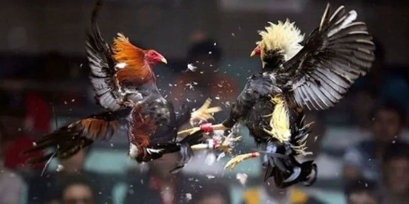 กติกาการชนไก่ที่ BK8