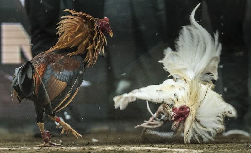 เหตุผลที่ทำไมไก่ชน BK8 ถึงดึงดูดนักพนันจำนวนมาก